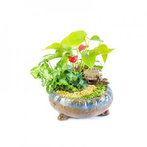 哪几个合果芋品牌好？十大合果芋品牌推荐