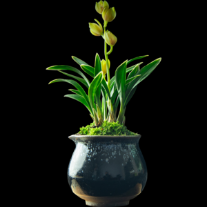 哪几个墨兰品牌好?品牌墨兰推荐