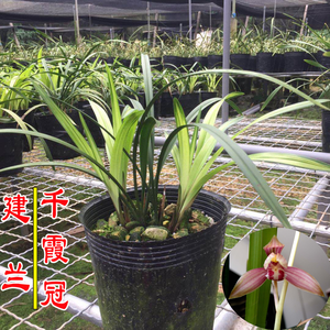 哪几个兰草品牌好？品牌兰草推荐