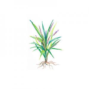 麦门冬有哪些牌子？十大麦门冬品牌推荐
