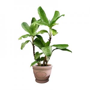 哪几个仿真植物品牌好？品牌仿真植物推荐