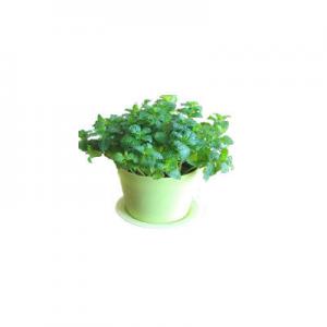 薄荷草哪个品牌好？十大薄荷草品牌推荐
