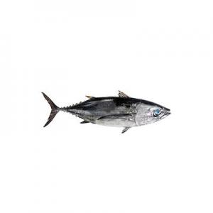 鲔鱼品牌logo
