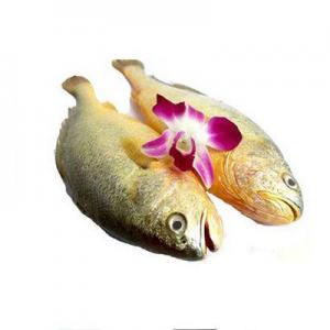 黄花鱼品牌logo