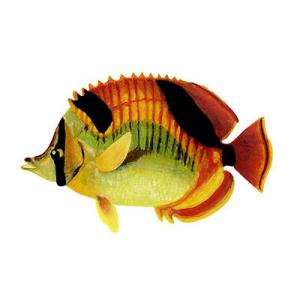 海鱼品牌logo