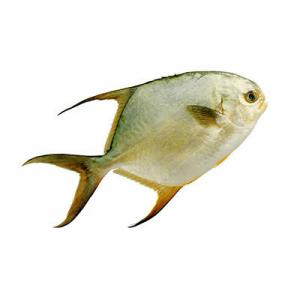 金鲳鱼品牌logo