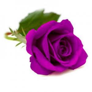 紫玫瑰品牌logo